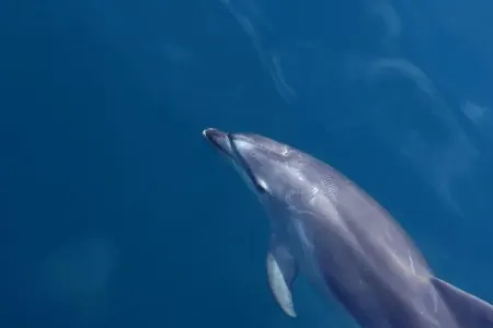 Baltik dənizindəki tənha delfin öz-özünə danışmağa başladı