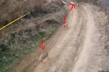 Azərbaycanda kənddən canavar sürüsü keçdi - ANBAAN VİDEO