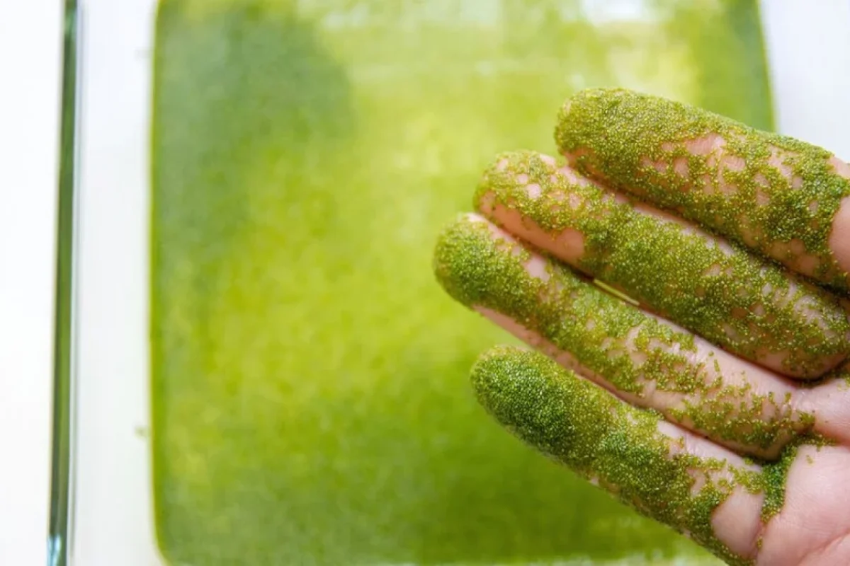 Dərinin qocalması əleyhinə vasitə tapdılar