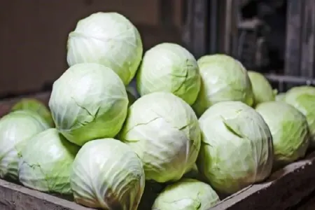 Kələmin qiyməti ARTACAQ