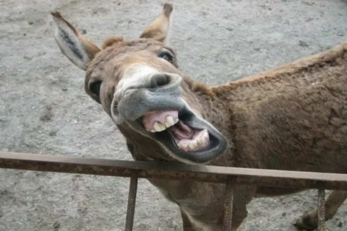 “07” qiymətinə xaricdən eşşək alırıq- SENSASİON RƏQƏMLƏR