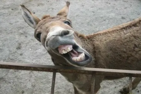 “07” qiymətinə xaricdən eşşək alırıq- SENSASİON RƏQƏMLƏR