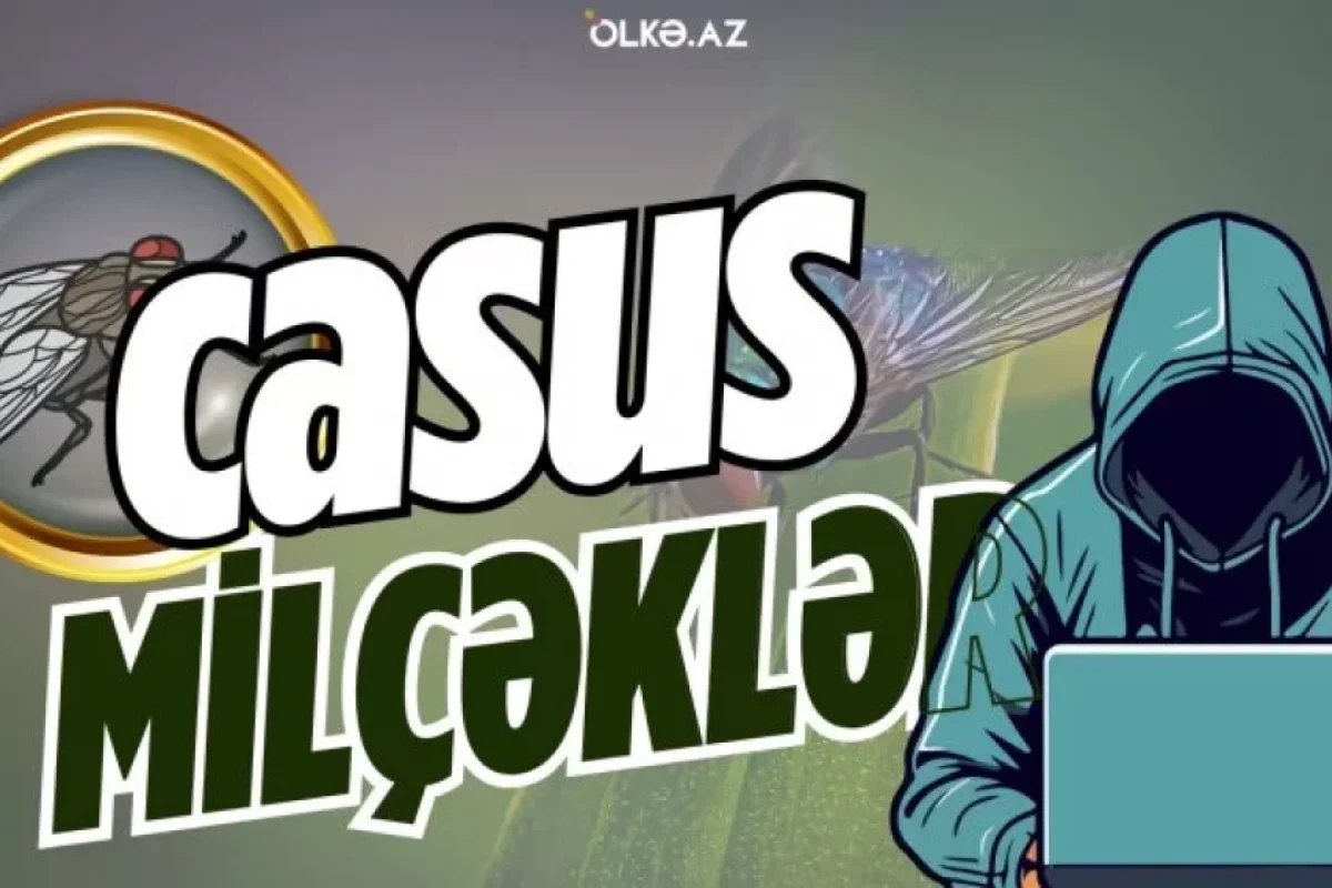 Milçəklər cinayət araşdırmasına kömək edirmiş - VİDEO