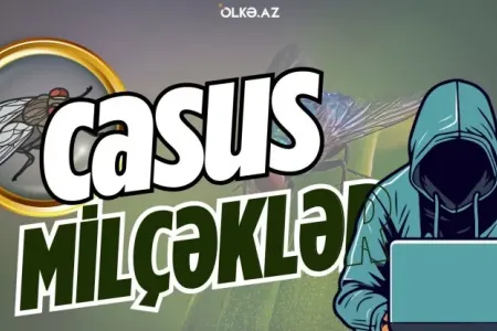 Milçəklər cinayət araşdırmasına kömək edirmiş - VİDEO