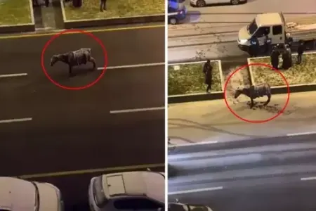 At şaxtadan yolun ortasında dondu - Video