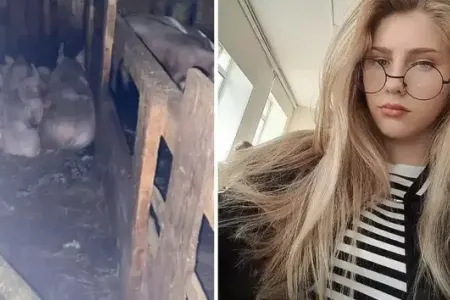 17 yaşlı qız donuzlar tərəfindən parçalanaraq öldürüldü