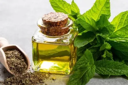 Nanə yağının faydaları nələrdir?