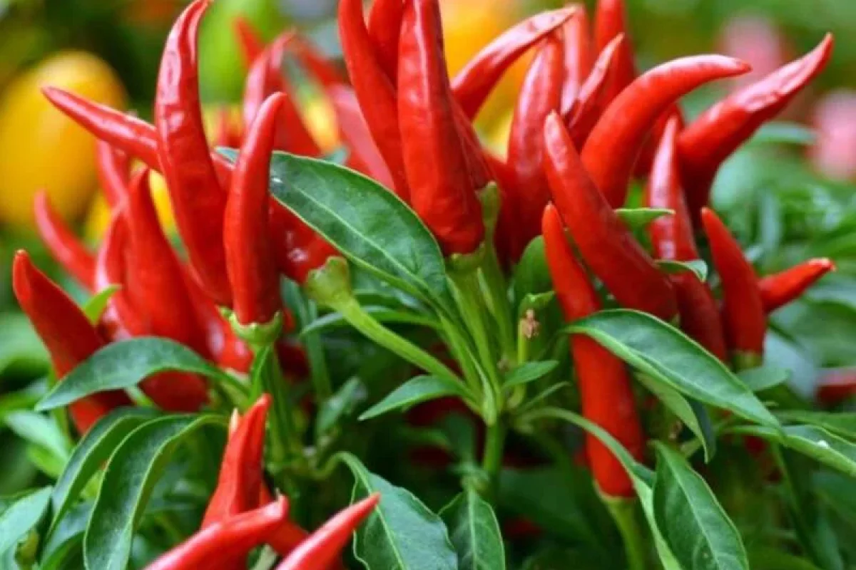 Acı bibərin bu faydalarını bilsəniz...