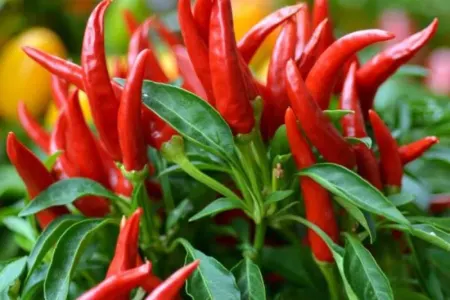 Acı bibərin bu faydalarını bilsəniz...