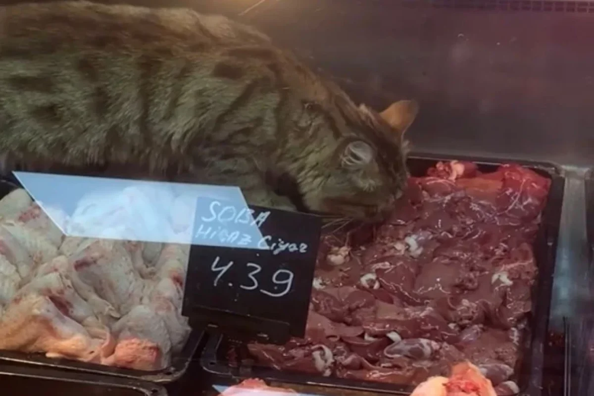 Bakıda marketdə ŞOK GÖRÜNTÜ - Pişik ətlərin Üstündə GƏZDİ
