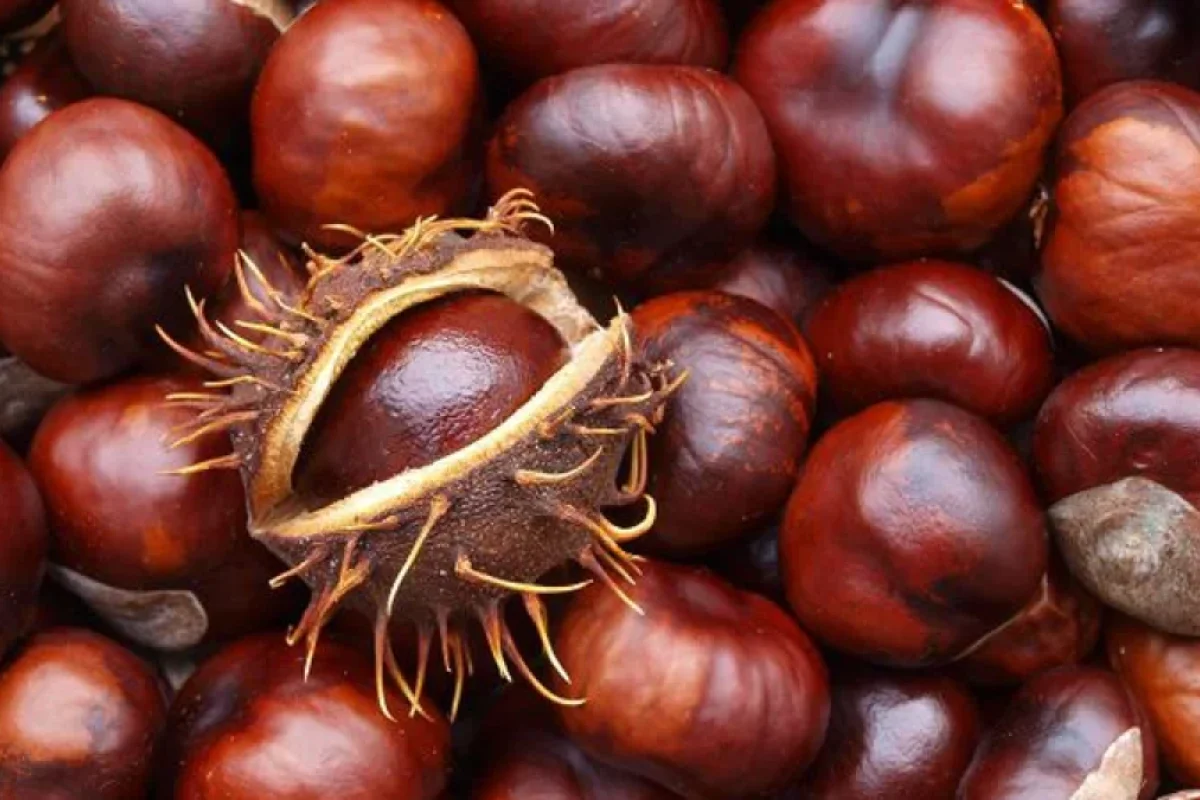 Xaricdən 3,5 manata alınan şabalıd marketlərdə 11 manatdan baha satılır