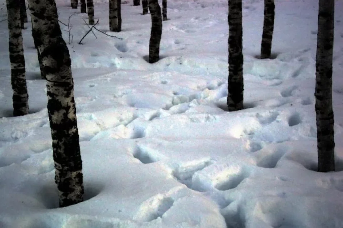 Mübahisənin sonu faciə ilə bitdi: gənc donaraq - ÖLDÜ