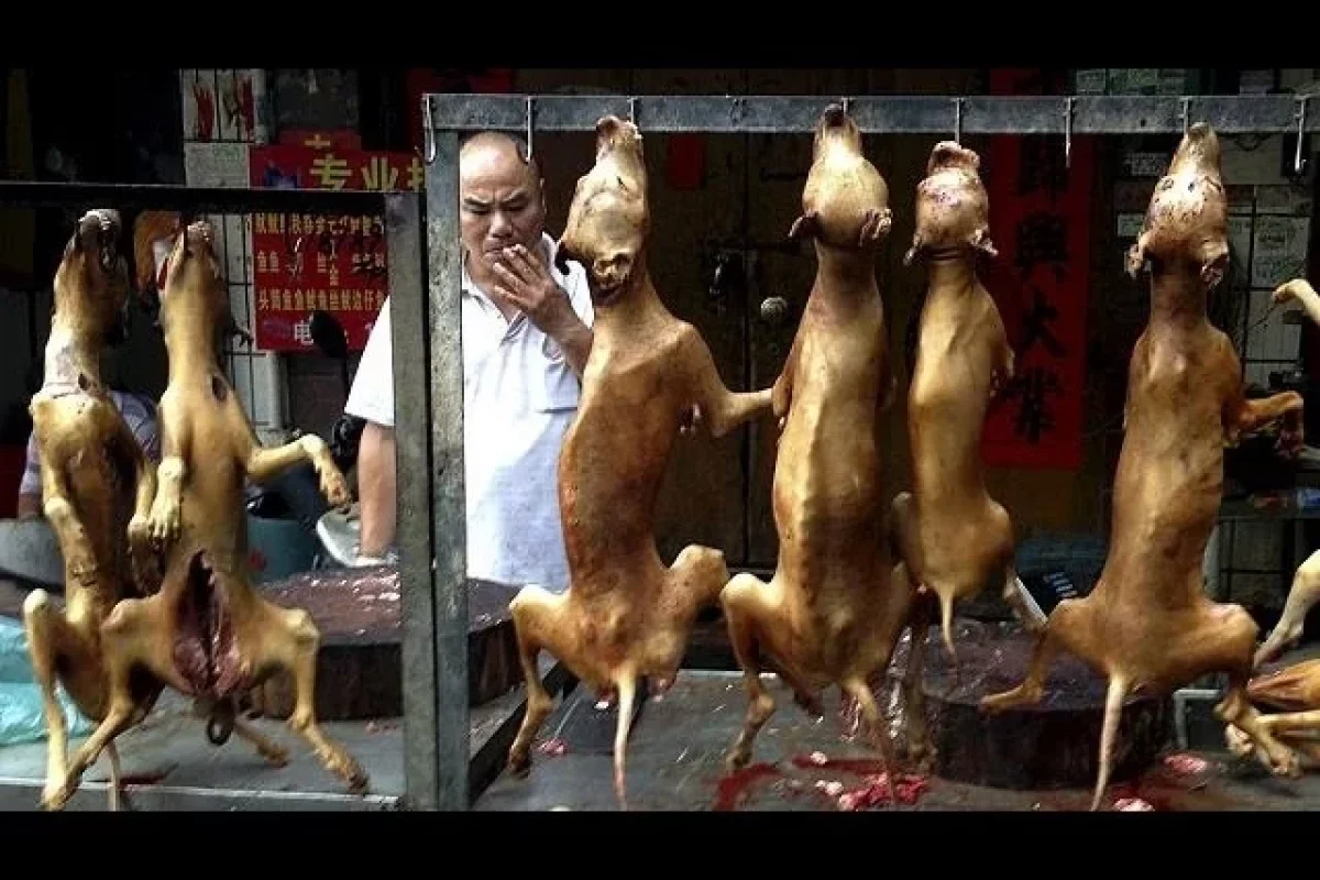 İt ətini küçədəcə doğrayıb, "əkmək arası" satırlar