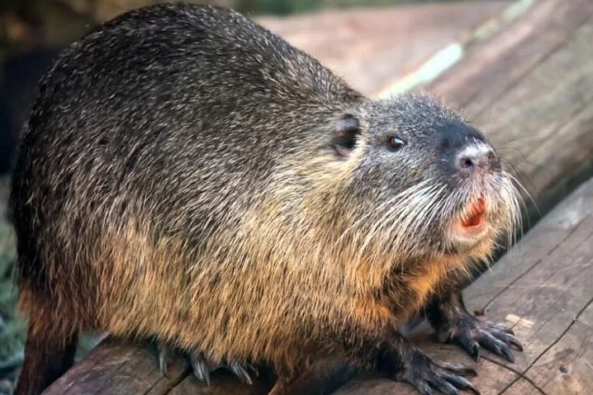 Qunduzlar 4 kəndi işıqsız qoydu