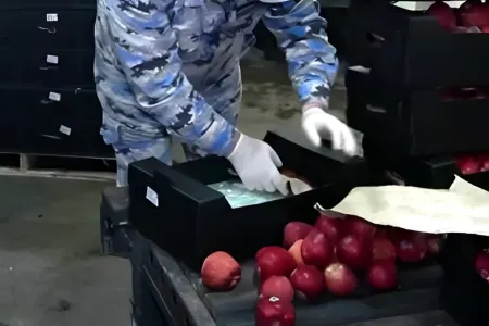 Azərbaycandan tranzit keçən daha bir “alma” yükündə qanunsuz maddə aşkar edilib