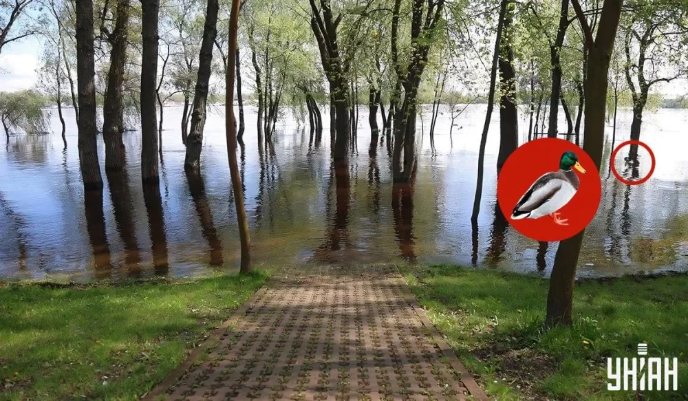 Ördəyi 7 saniyəyə görmək üçün qartal gözlərinə sahib olmalısınız: çətin TAPMACA