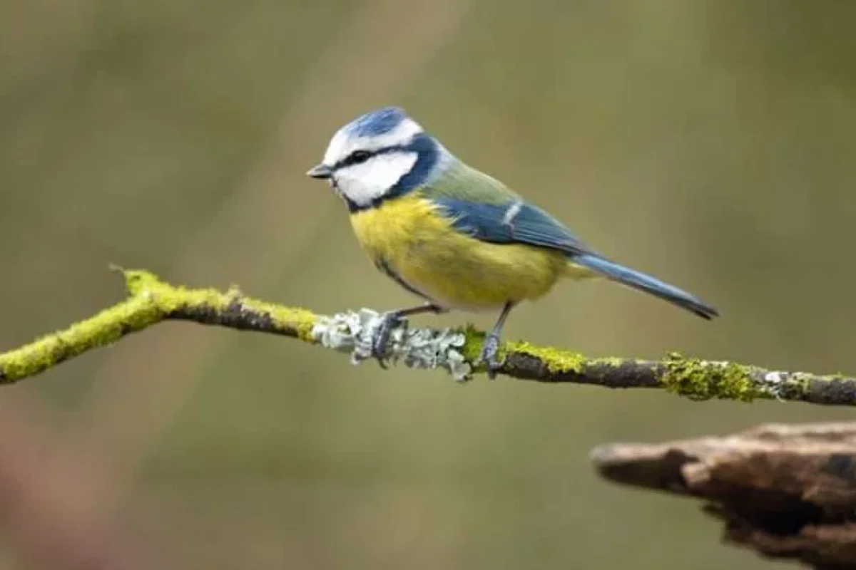 İqlim dəyişikliyi heyvanların rənginə də təsir edir