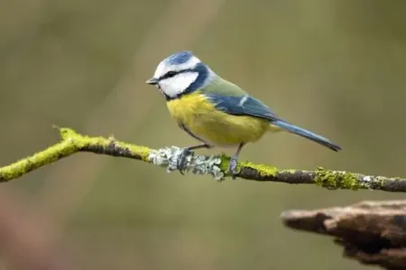 İqlim dəyişikliyi heyvanların rənginə də təsir edir