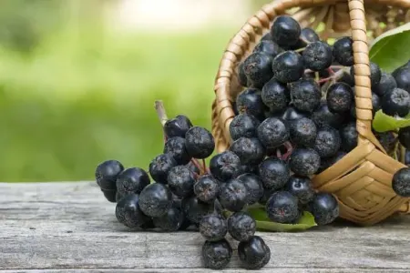 Xərçəngi müalicə edən - MEYVƏ