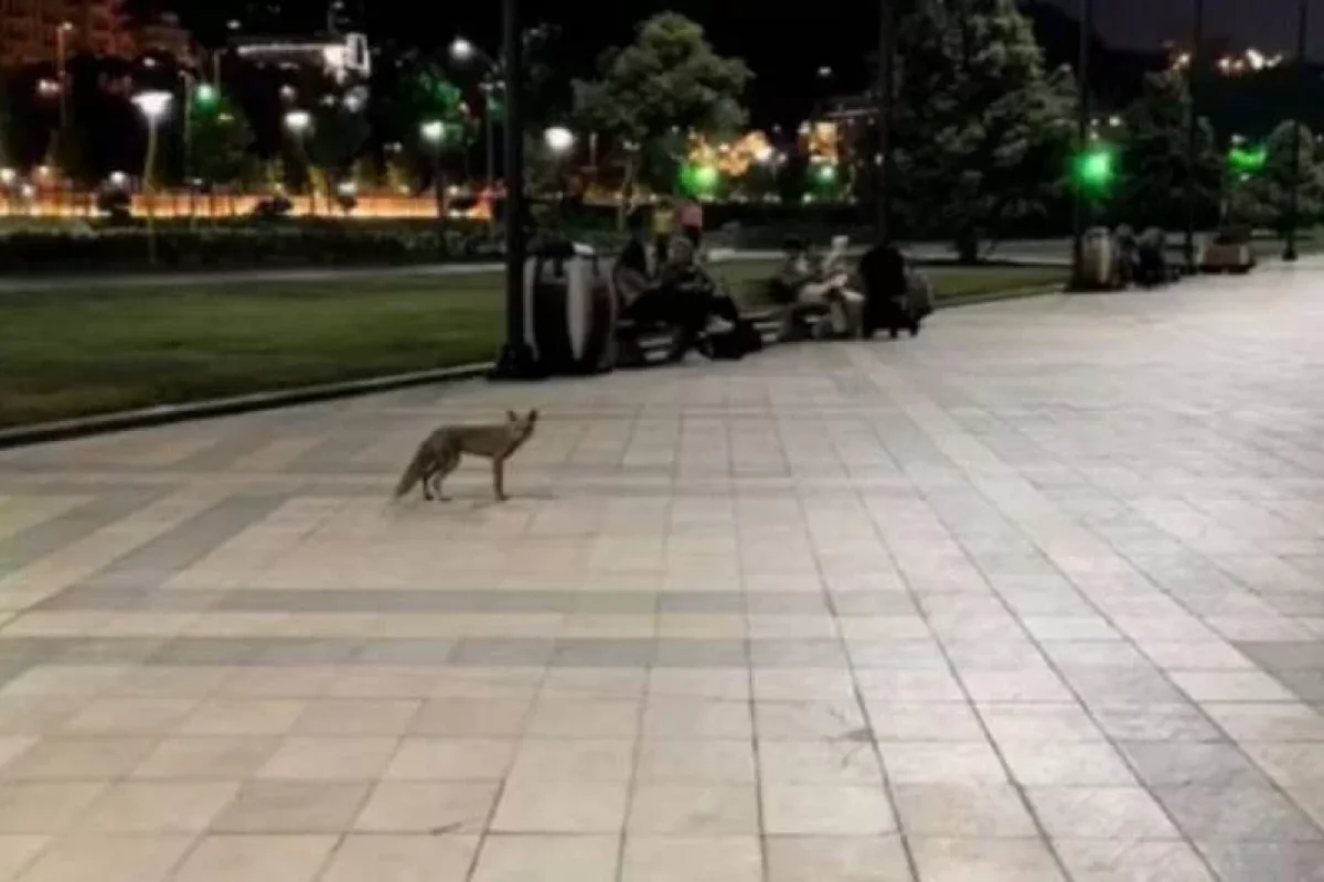 Bulvardakı tülkülərlə bağlı niyə tədbir görülmür?