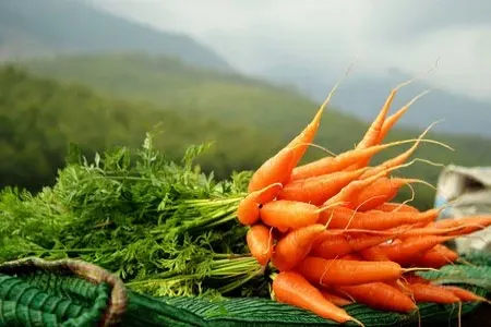 Yerkökü hansı təhlükədən QORUYUR?