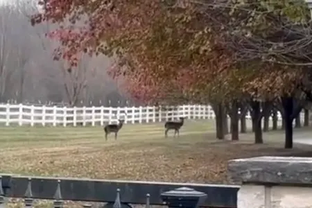 14 maral zooparkdan qaçdı - Polis işə qarışdı