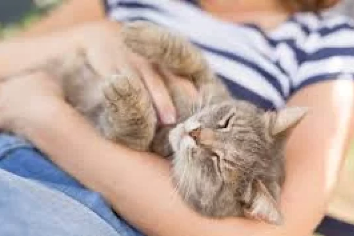 Pişiklər niyə insanların ağrıyan yerlərində yatırlar?