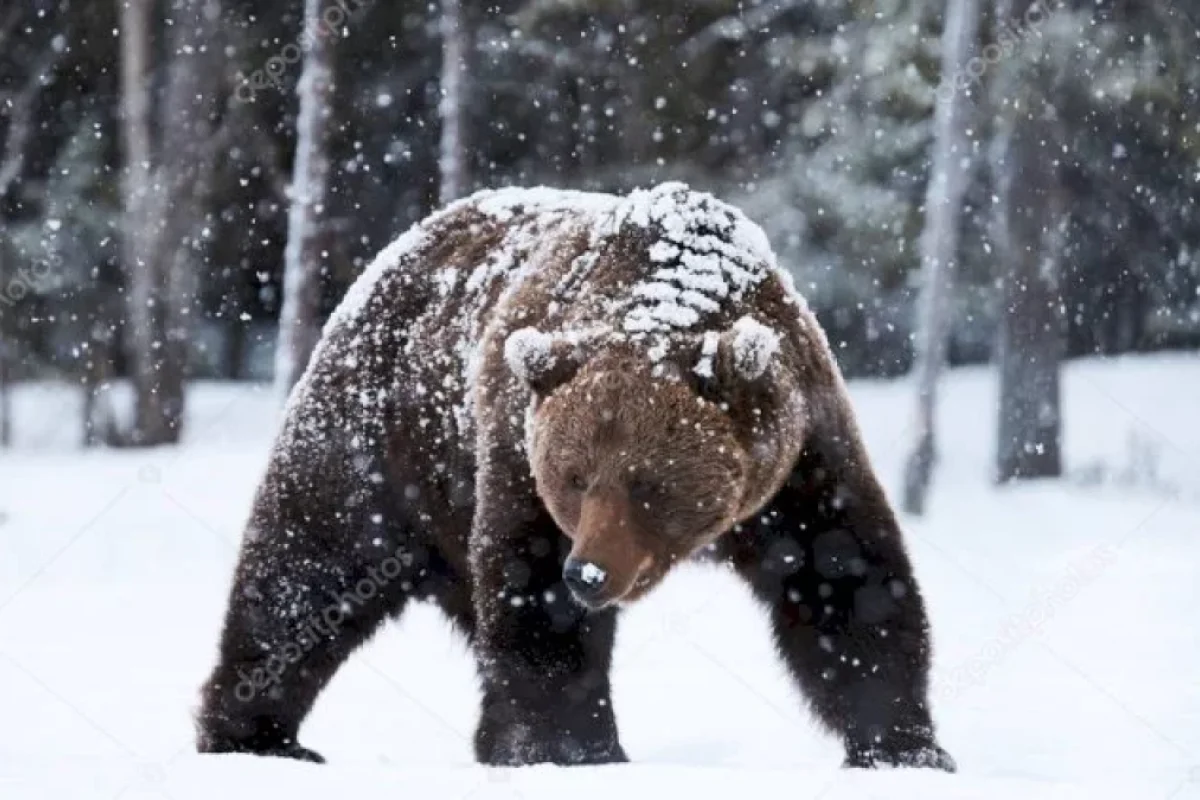 Laçında 4 ayı görüntüləndi - VİDEO