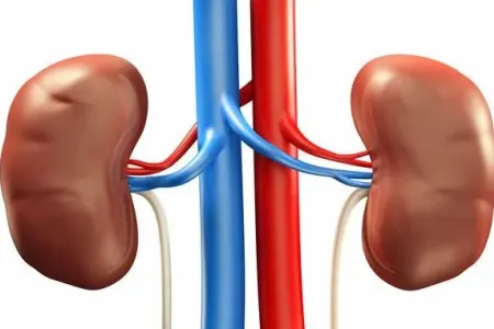 Kimyəvi maddələrə uzunmüddətli məruz qalma böyrək xəstəliklərinə yol aça bilər