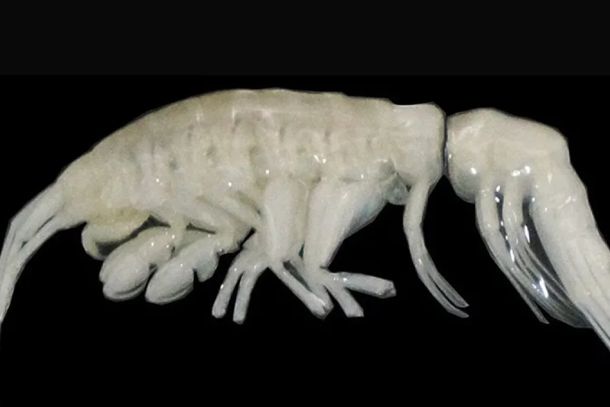 Atakama xəndəyində yeni dərin dəniz yırtıcısı tapıldı