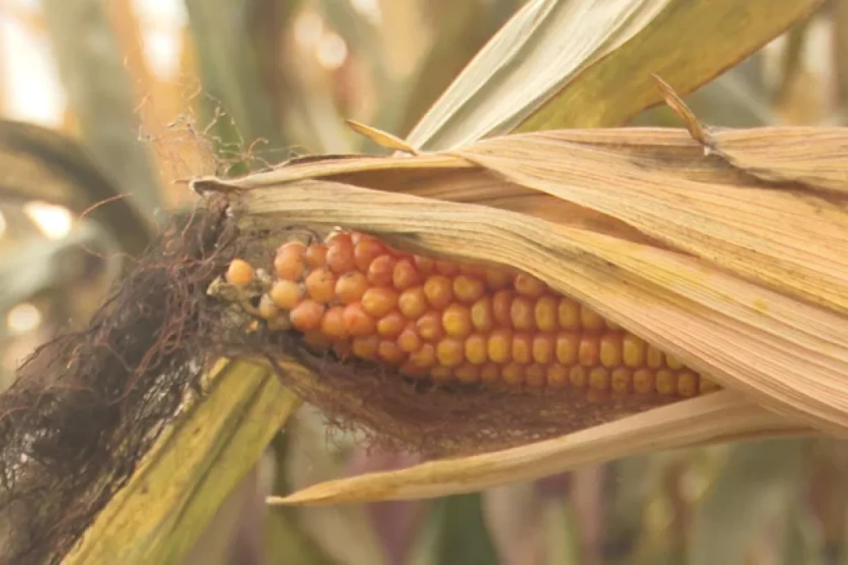 Rusiya 4 ölkə ilə bağlı mühüm qərar verdi