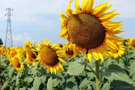 Günəbaxan tumunun faydaları