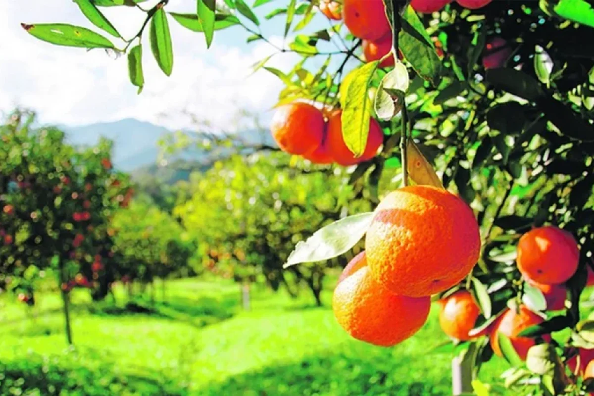Azərbaycanda ata oğlunu məhkəməyə verdi - Mandarinə görə