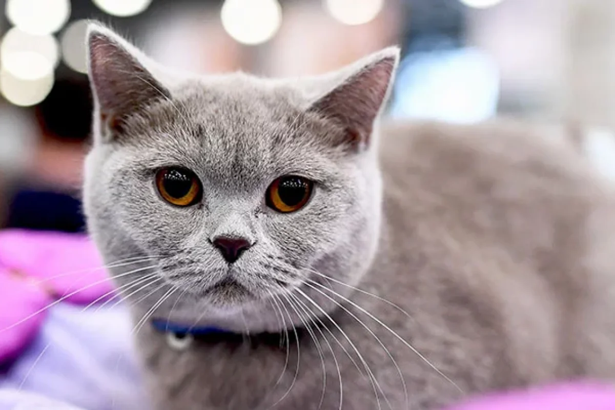 Sumqayıtda pişiyi görün necə öldürdülər?