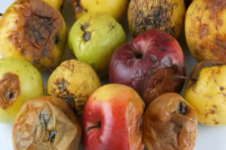 Tərəvəz və meyvələr niyə zirzəmidə çürüyür