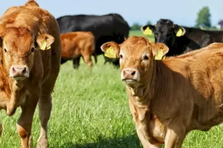 Azərbaycanda bu şəxslərə mal-qara veriləcək - SİYAHI