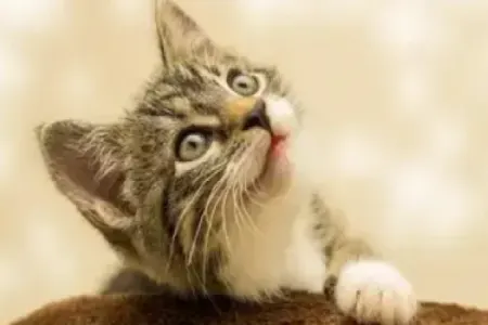 Qadın pişiyə ondan çox qayğı göstərən ərini məhkəməyə verdi