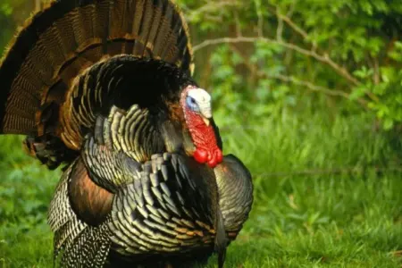 Hinduşkanın qiyməti niyə bu qədər artıb?