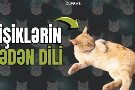 Pişikləri xüsusi edən özəlliklər və hərəkətlərinin mənası