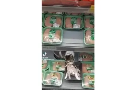Bakıda pişik marketdə toyuqları yedi - VİDEO