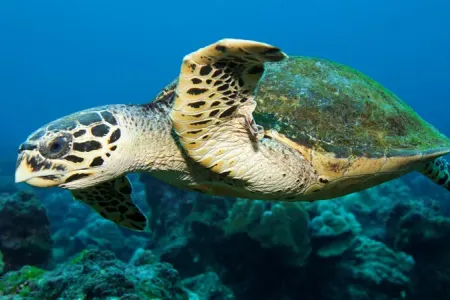 Dəniz heyvanları enerjiyə qənaət etmək üçün xüsusi “istirahət zonalarında” üzürlər