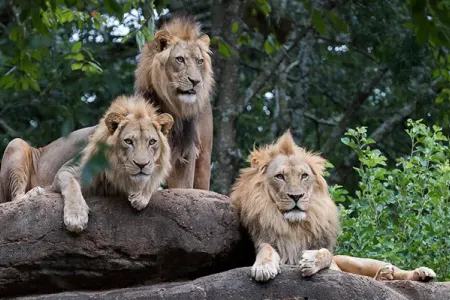 Zooparkda şirlər gözətçini parçaladı