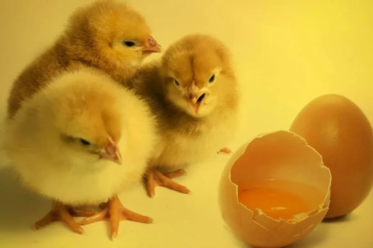 Yumurta qabığı olmadan cücə yetişdirdilər