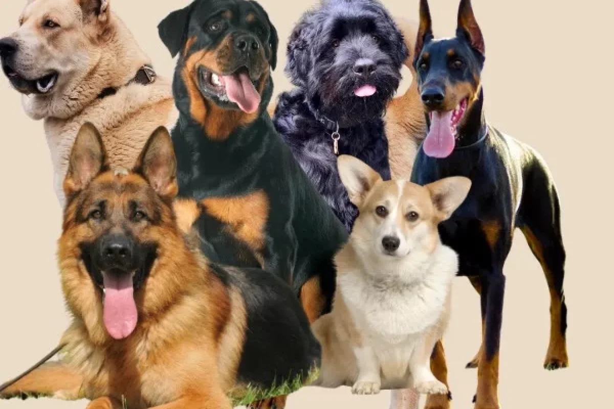 Ən yaxşı 3 it cinsi… - Fotolar