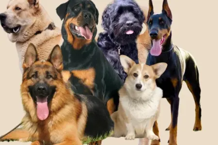 Ən yaxşı 3 it cinsi… - Fotolar