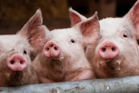 Gürcüstanda qripə yoluxma halları iki dəfə artıb