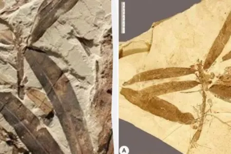 Heç bir məlum növə aid olmayan "yadplanetli bitki" aşkar edildi