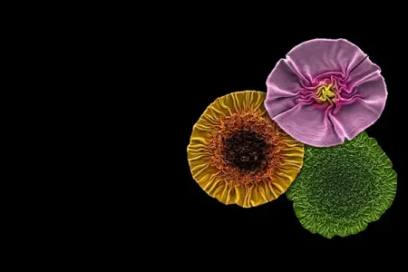 2024-cü ilin ən yaxşı elmi şəkilləri təqdim olunub - -Fotolar