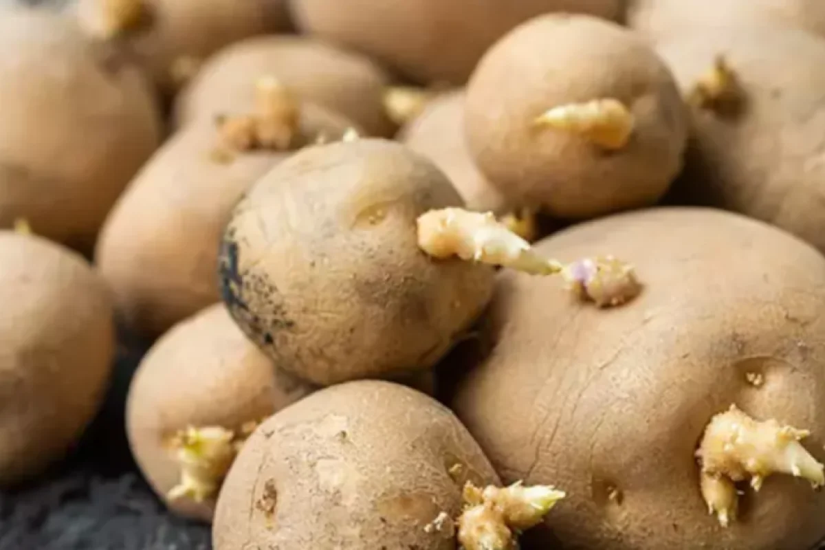 Kartofu belə saxlayın, - cücərməyəcək