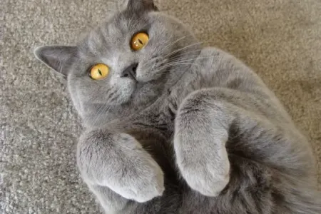 Pişik bunu edirsə, gülümsəyir deməkdir